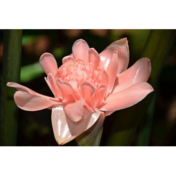 Etlingera eliator Porcelain - MC - 302