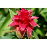 Costus Barbatus - MC - 303