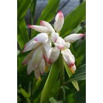 Alpinia Zirumbet Giant Shell - MC - 309