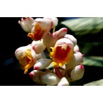 Alpinia Zirumbet Giant Shell - MC - 309