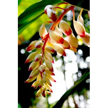 Alpinia Zirumbet Rosy - MC - 310