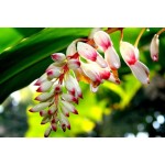 Alpinia Zirumbet Rosy - MC - 310