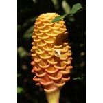 Zinziber Spectabilis - Shampoo ginger - MC - 320