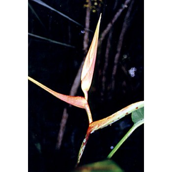 Latispatha Bicolor - HEM - 095