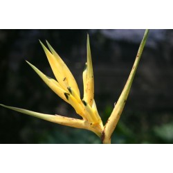 Hirsuta Yellow Panama - HEP - 013